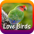 Love Birds Community icône