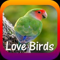 Love Birds Community penulis hantaran
