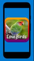 Love Birds Community 截图 1