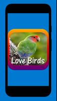 Love Birds Community ảnh chụp màn hình 1