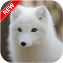 Fox Wallpaper APK