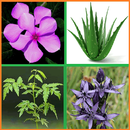 ভেষজ উদ্ভিদের ও ব্যবহার APK