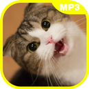 Real Cat Sounds-APK