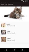 Real Cat Sounds plakat