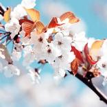 Live Wallpaper Spring HD 4K Nature Pictures Flower