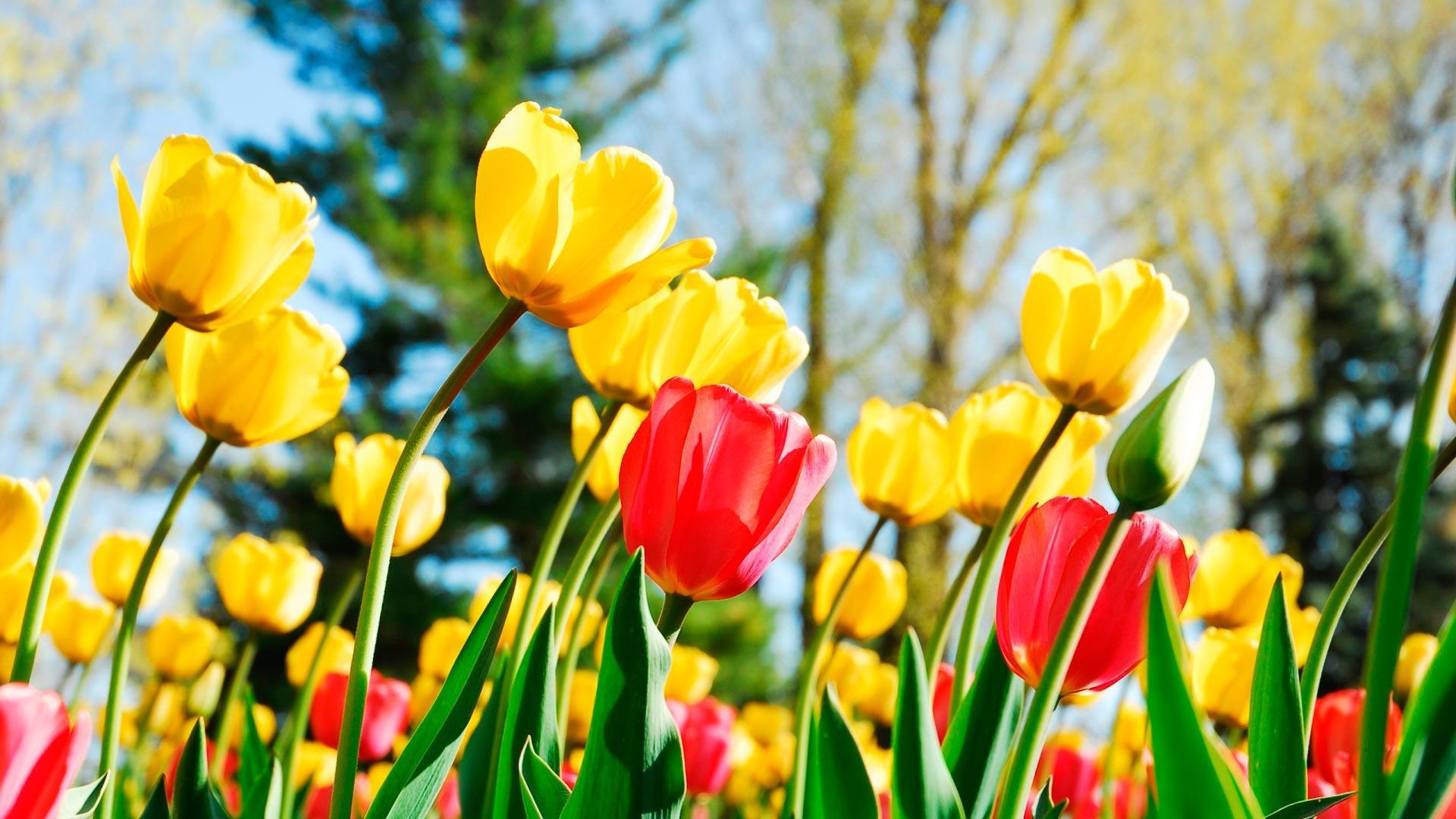 Live Wallpaper Spring Hd 4k Nature Pictures Flower For Android Apk