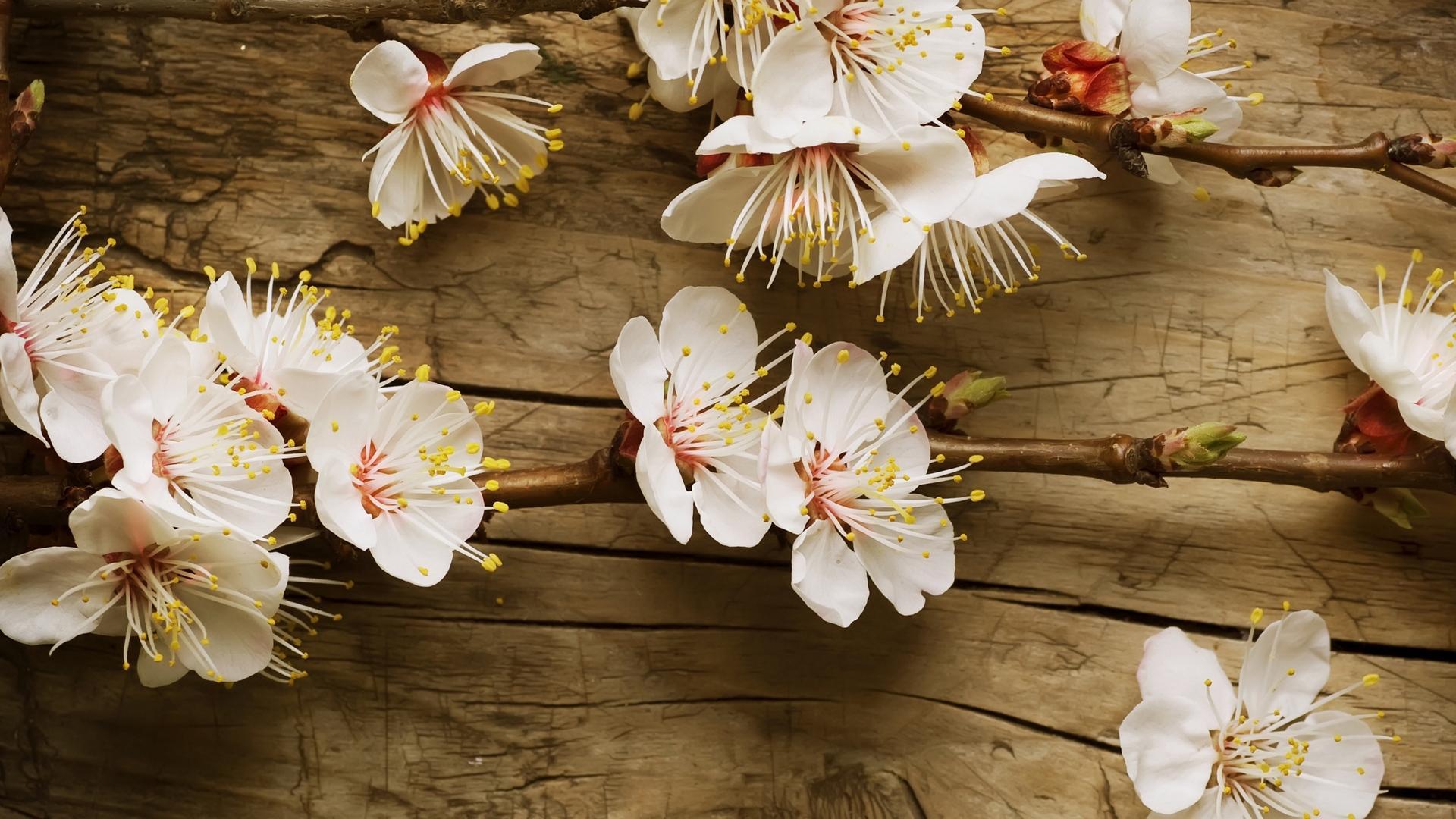 Menakjubkan 10+ Gambar Bunga 4k - Gambar Bunga Indah