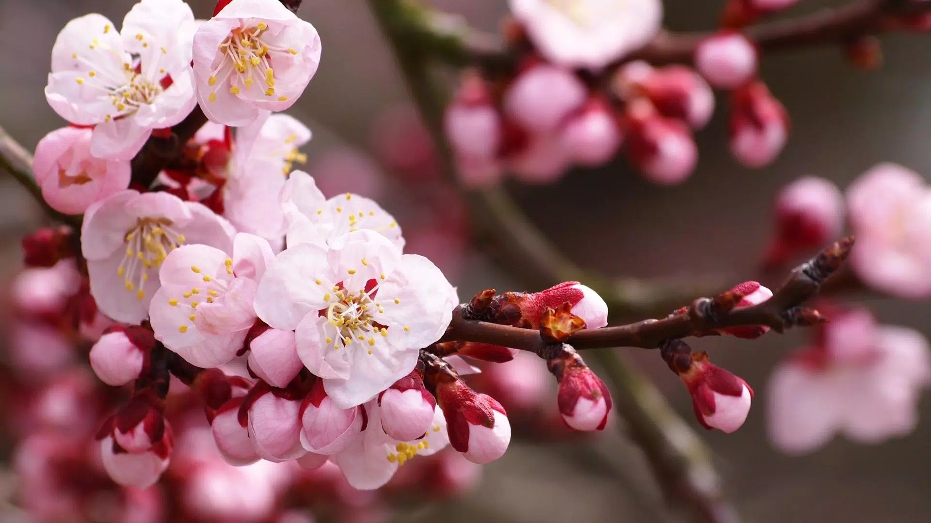 Android向けのライブ壁紙春のhd 4kの自然の写真の花 Apkをダウンロードしましょう Android向けのライブ壁紙春のhd 4kの自然の写真の花 Apkをダウンロードしましょう