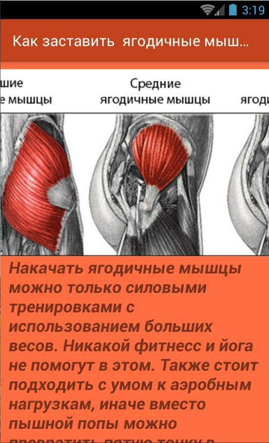 Можно ли накачать ягодицы без веса. Эффективная тренировка на ягодицы. Можно ли накачать ягодицы без веса. Как физические нагрузки влияют на печень. Накаченные ягодицы.