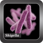 Recognize Shigella ícone