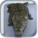 Mega Crocodile Live Wallpaper aplikacja
