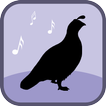 Quail Bird Sounds & Ringtones