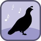 Quail Bird Sounds & Ringtones icône