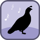 Quail Bird Sounds & Ringtones أيقونة