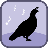 Quail Bird Sounds & Ringtones أيقونة