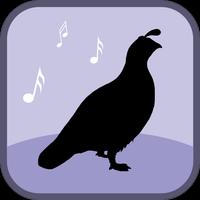 Quail Bird Sounds & Ringtones Cartaz