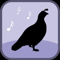 Quail Bird Sounds & Ringtones الملصق