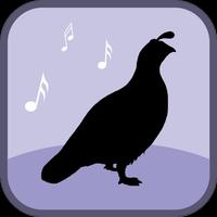 Quail Bird Sounds & Ringtones Affiche