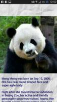 Panda - Memory Game 截图 2