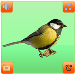 Chants et sonneries Mésange