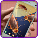 Cockroach On Screen Prank APK