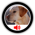 Sounds Dog
