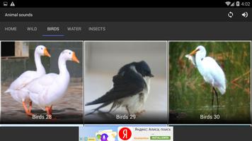 animal sounds Screenshot 3