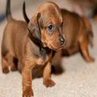 Cute Dachshund Dog Scratchie Zeichen