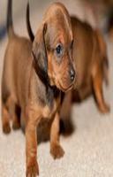 Cute Dachshund Dog Scratchie الملصق