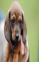 Cute Dachshund Dog Scratchie Screenshot 2