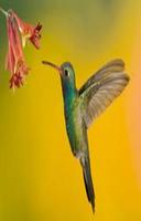 Hummingbird Selfie Background Affiche