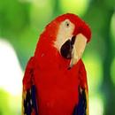 Parrot Scratch Card for Kids APK