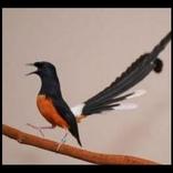 Murai Nias Wallpaper