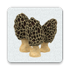 Mushroom Buddy APK