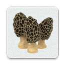 Mushroom Buddy APK