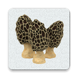 Mushroom Buddy