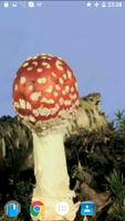 برنامه‌نما Mushrooms 4K Video Wallpaper عکس از صفحه