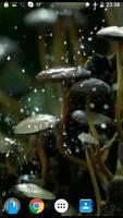 برنامه‌نما Mushrooms 4K Video Wallpaper عکس از صفحه