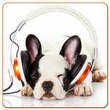 MP3 player with Dog Photos