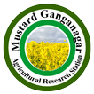 Mustard Ganganagar