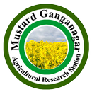 Mustard Ganganagar APK