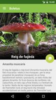 Boletus - mushroom search imagem de tela 2