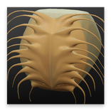 Curves Live Wallpaper
