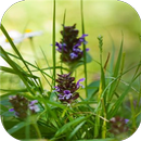 Очищение щитовидной железы. APK