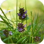 Очищение щитовидной железы.