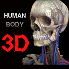 3D Human Body biểu tượng