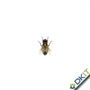 Live Wallpaper Creepy Crawlies APK