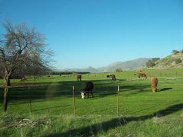 Cattle Ranch Wallpapers - HD स्क्रीनशॉट 2