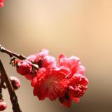 Peach Blossoms Wallpapers - HD icon
