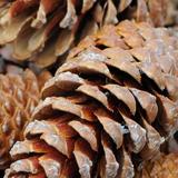 Pine Cones Wallpapers - HD icône